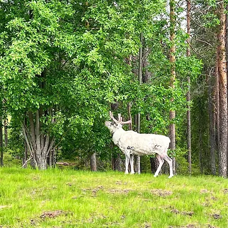 Aurora By The Slopes, Views, In, Hike & Xc-ski Trails - Lapland 아파트 *
