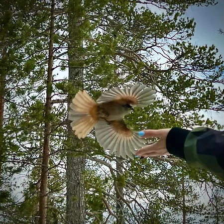 Daire Aurora By The Slopes, Views, In, Hike & Xc-ski Trails - Lapland